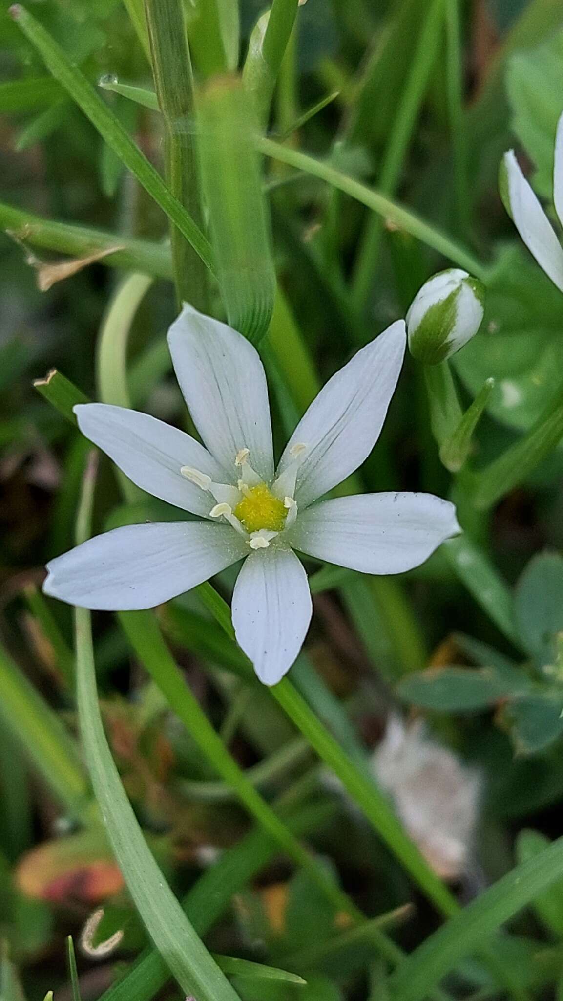 Imagem de Ornithogalum divergens Boreau