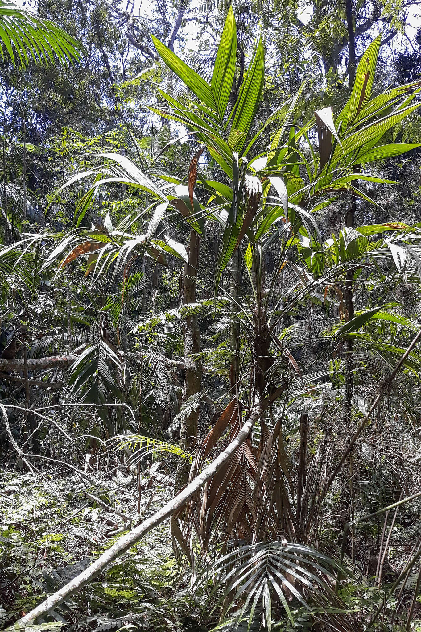 Image of Geonoma schottiana Mart.