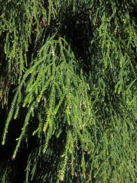 Image of Dacrydium