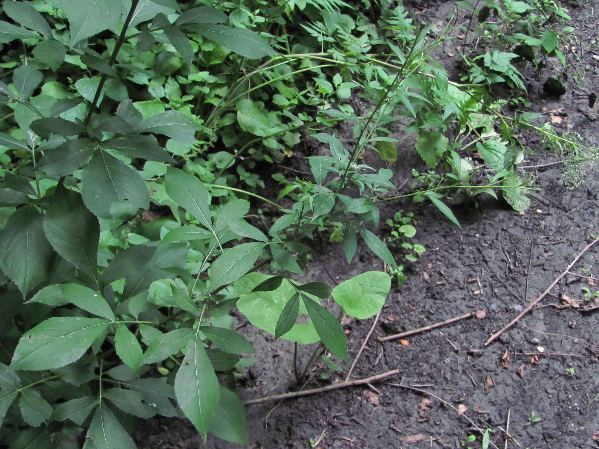 Image of Klasea quinquefolia (Willd.) Greuter & Wagenitz