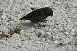 Image of Genovesa Ground Finch