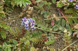 Image of Oxytropis glabra DC.