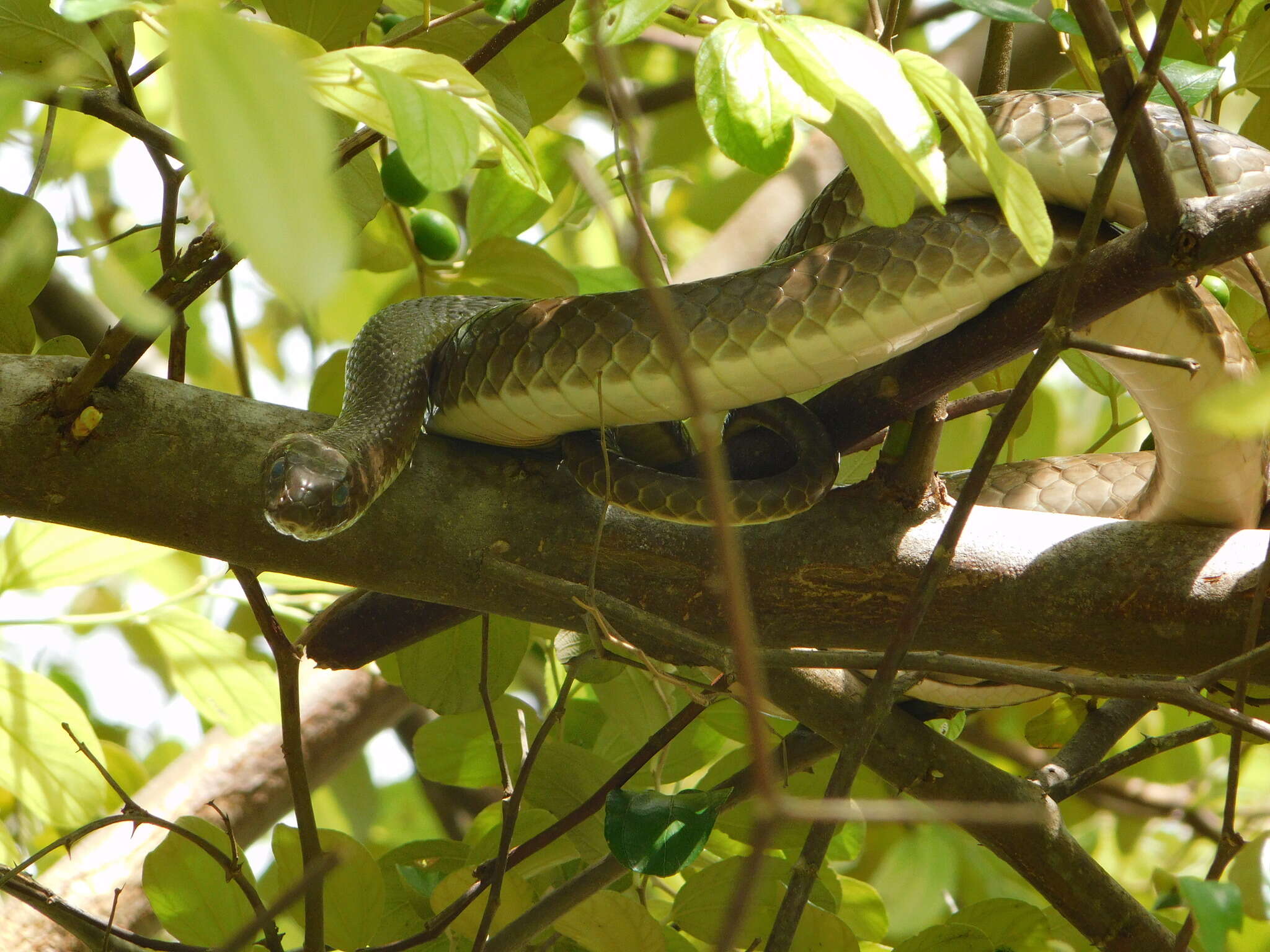 Imagem de Psammophis mossambicus Peters 1882