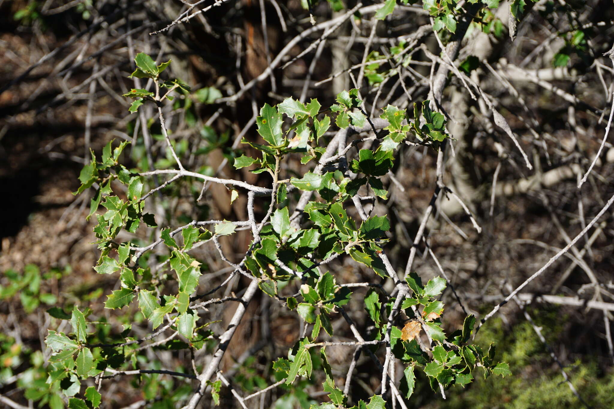 Слика од Quercus berberidifolia Liebm.