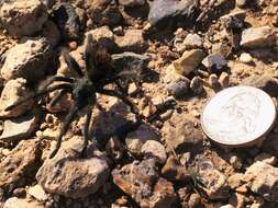 Image of Aphonopelma saguaro Hamilton 2016