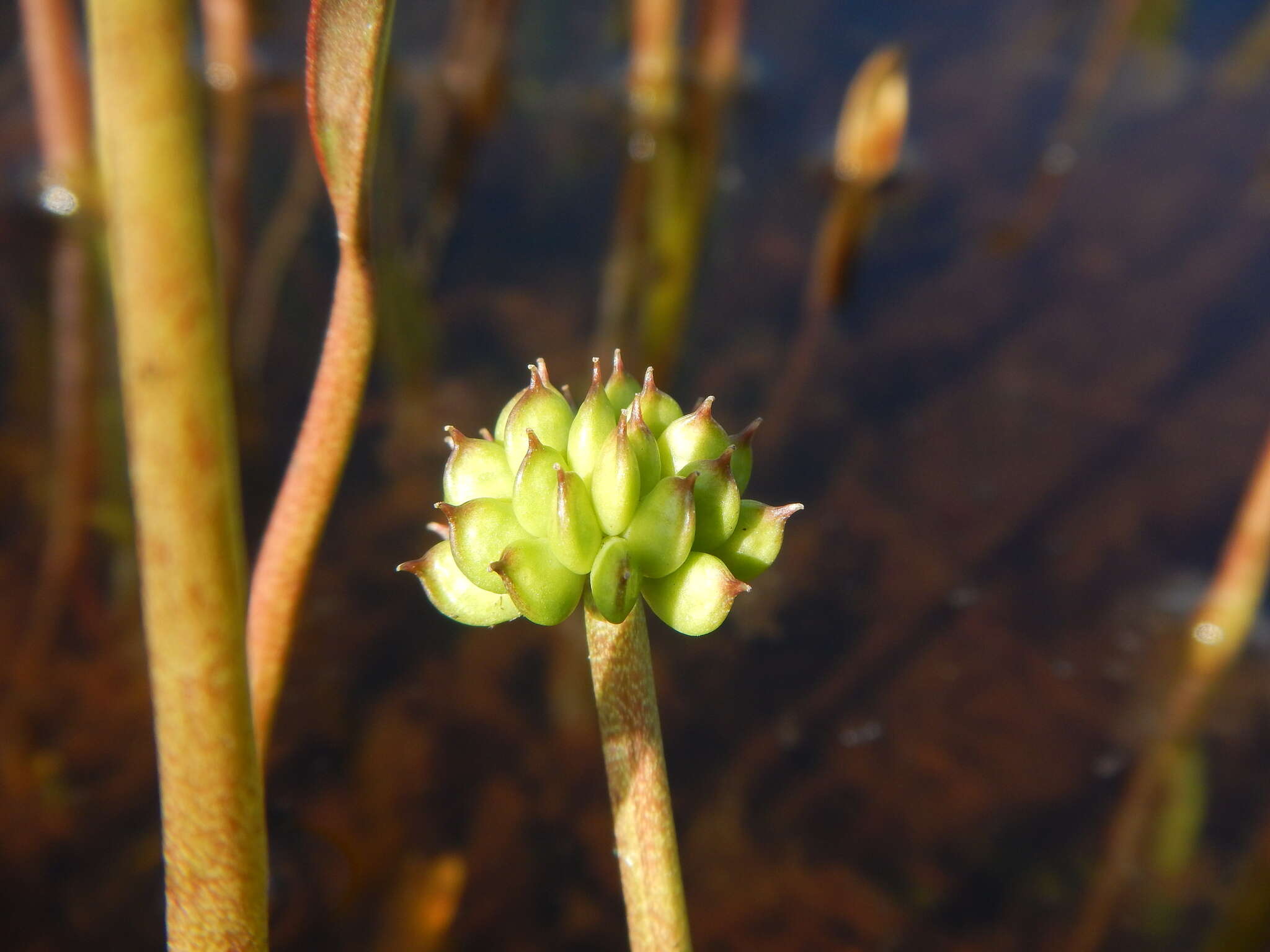 Ranunculus pallasii Schltdl.的圖片