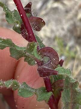 Image of Lewis' evening primrose