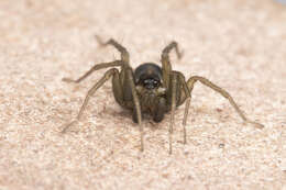 صورة Pardosa littoralis Banks 1896