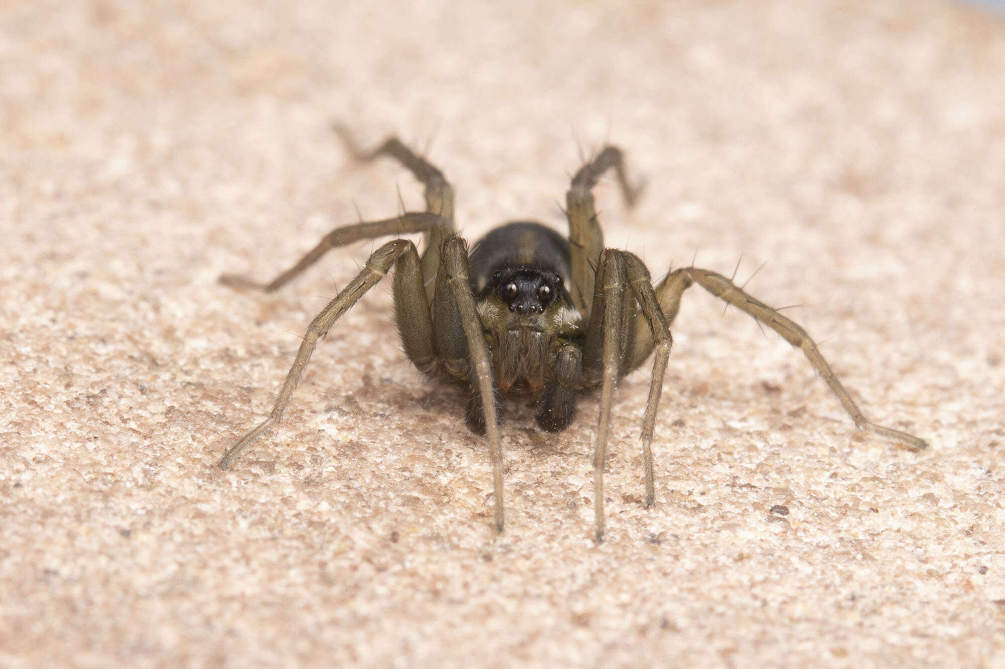 صورة Pardosa littoralis Banks 1896