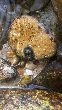 Image de Chiton albolineatus Broderip & G. B. Sowerby I 1829