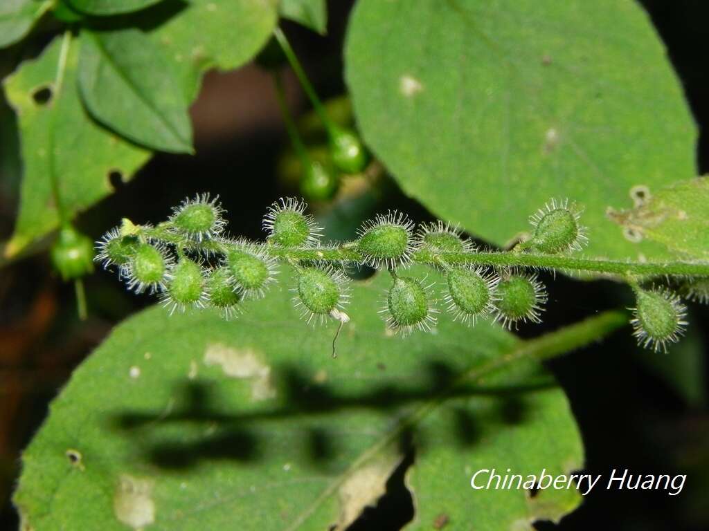 Image of Circaea cordata Royle