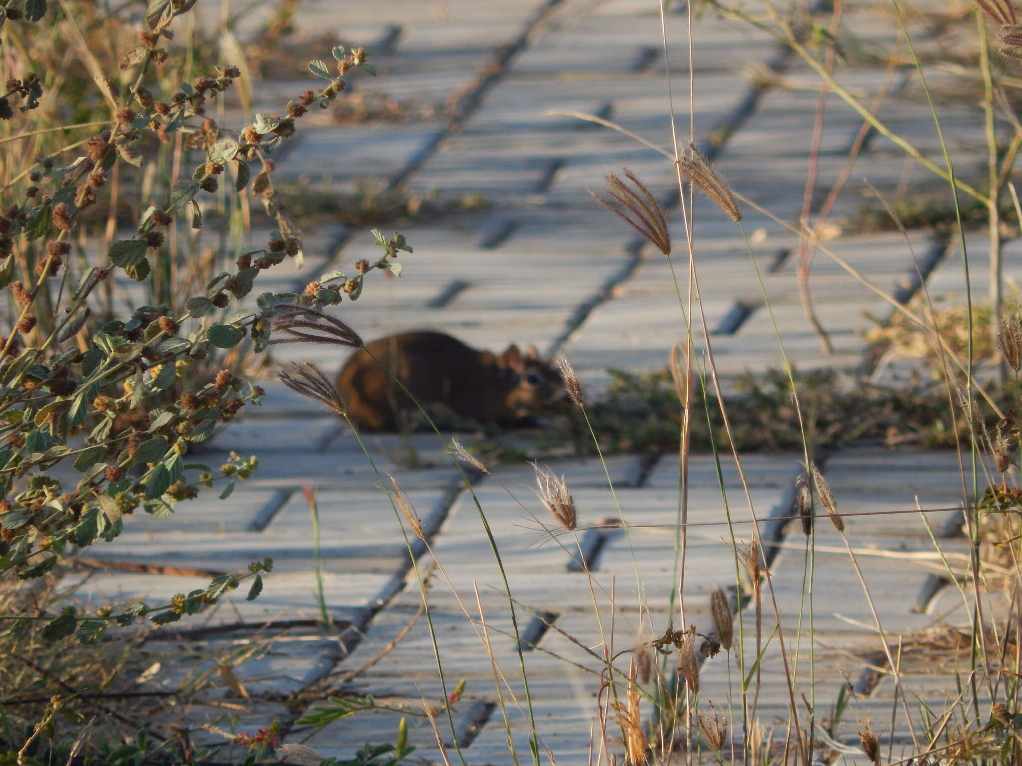 Image of Yellow-toothed cavy