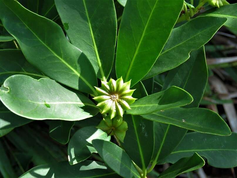 Image de Illicium parviflorum Michx.