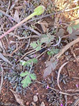 Image of Australian stork's bill