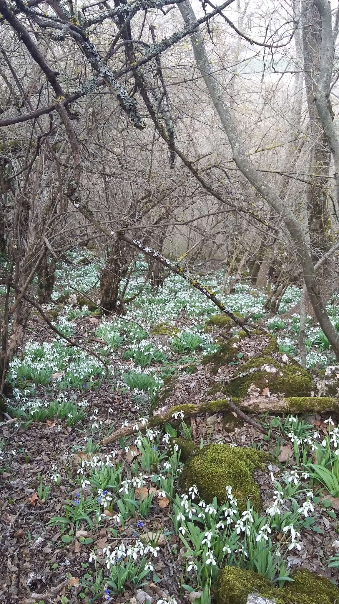 Image of Galanthus plicatus M. Bieb.