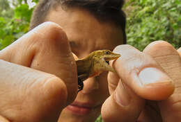 Image of Anolis rubribarbaris (Köhler, Mccranie & Wilson 1999)