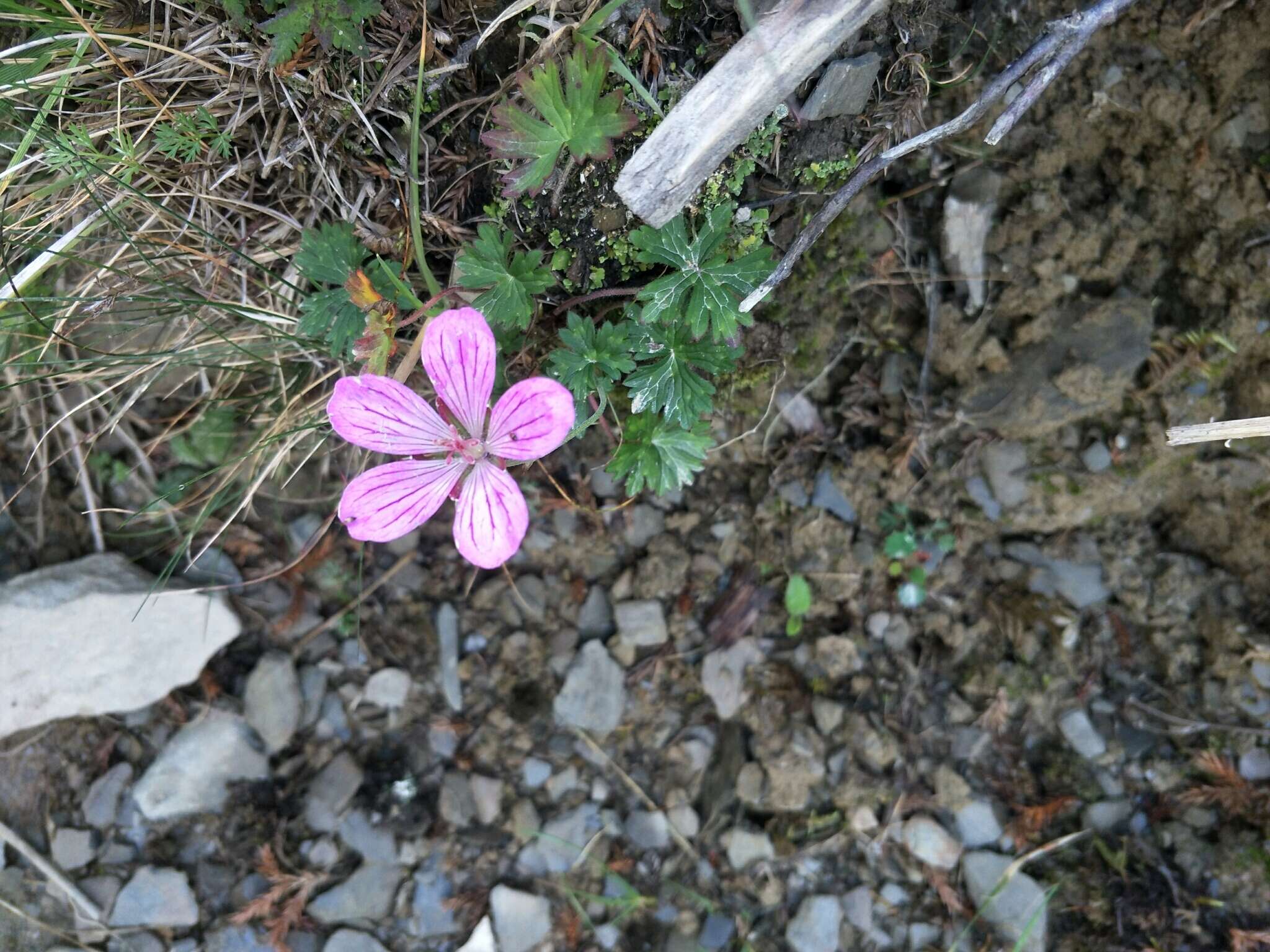 Image of Geranium hayatanum Ohwi