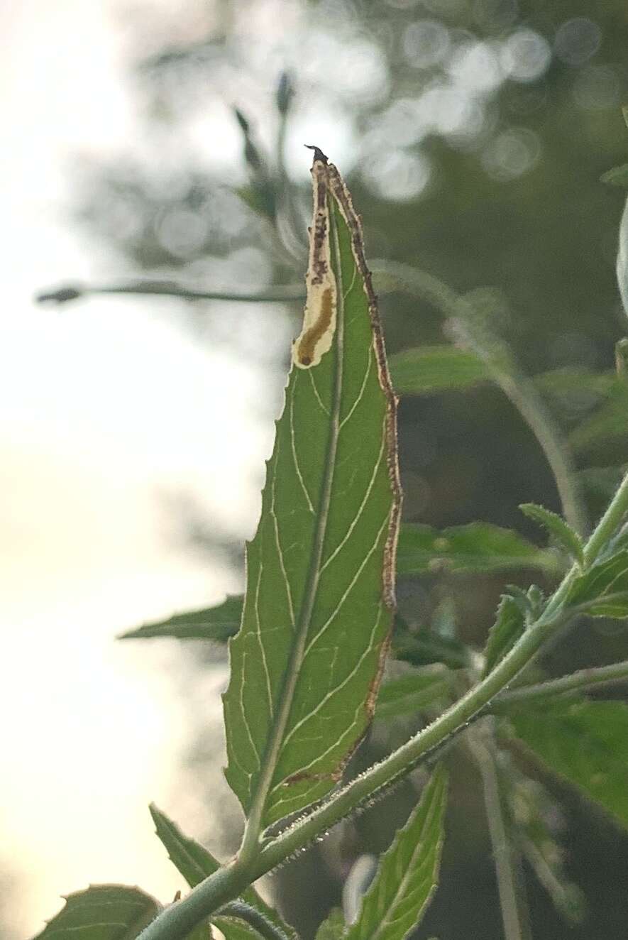 Image of Mompha locupletella