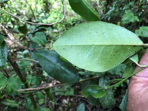 Image of Croton acronychioides F. Muell.