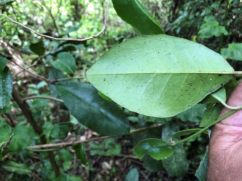 Image of Croton acronychioides F. Muell.