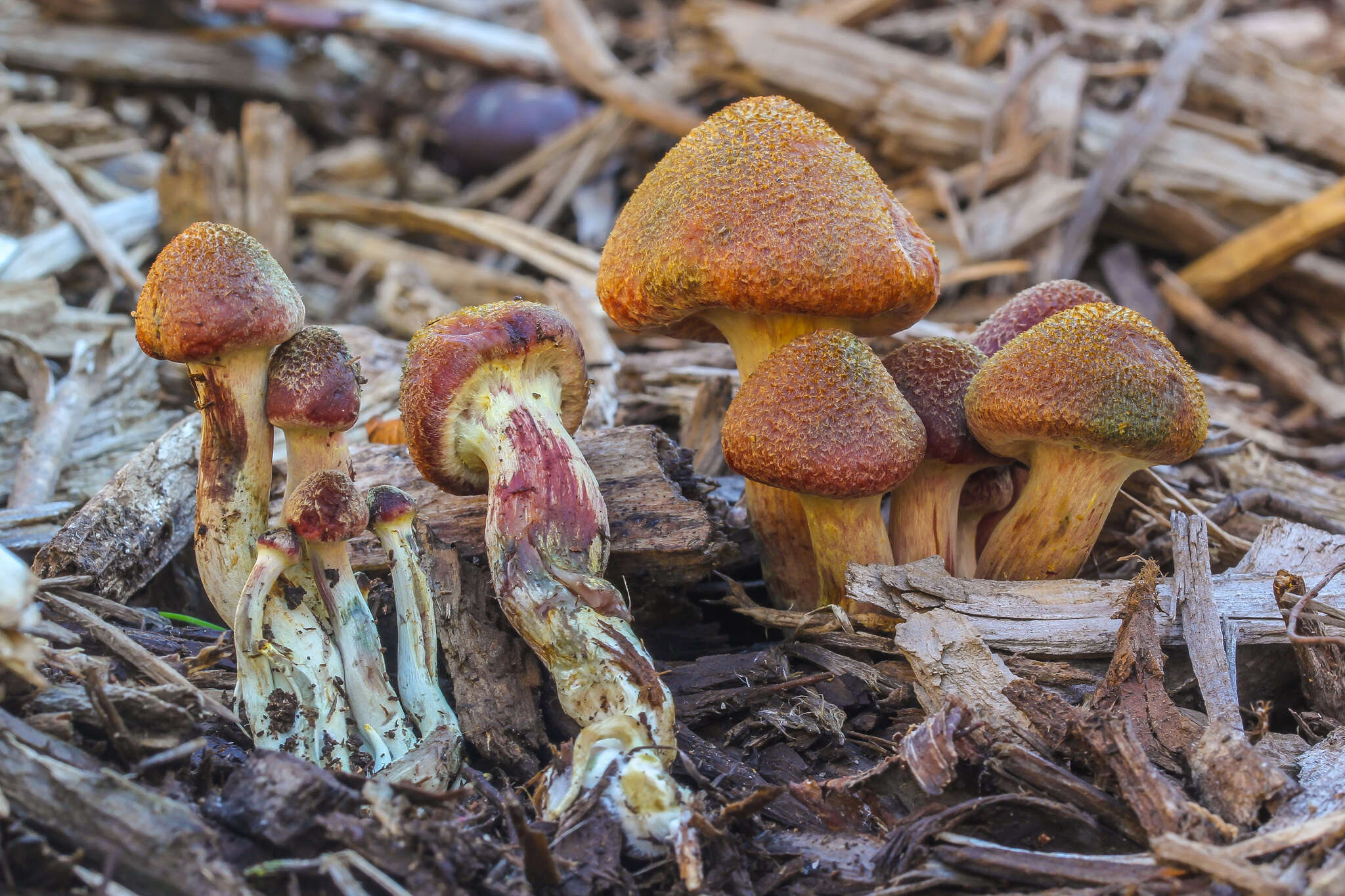 Imagem de Gymnopilus aeruginosus (Peck) Singer 1951