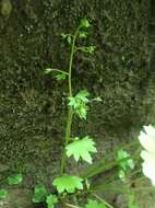 Image of Sullivant's coolwort
