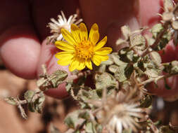 Image of Heterotheca cinerascens (S. F. Blake) G. L. Nesom