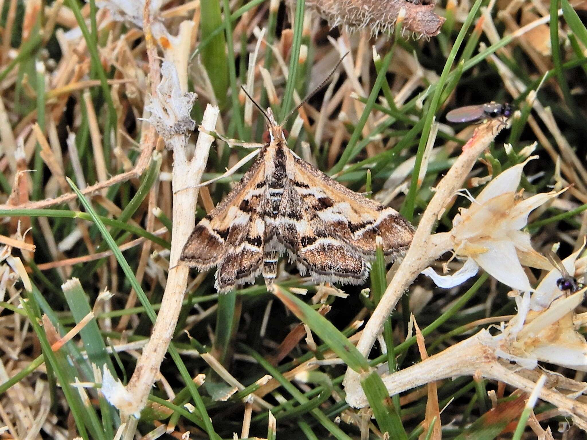 Plancia ëd Diasemia grammalis Doubleday 1843