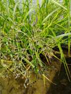 Image of Scirpus radicans Schkuhr