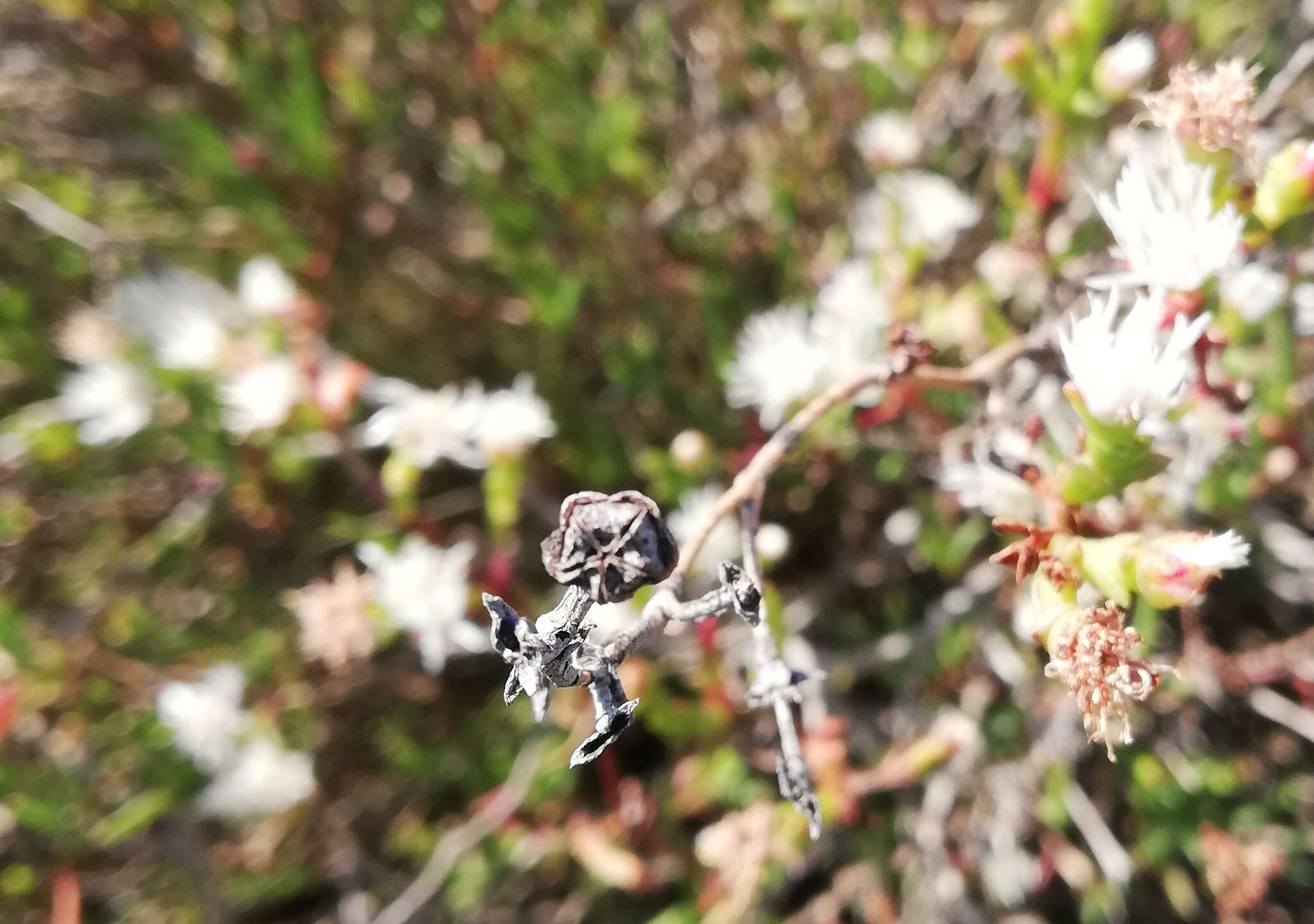 Imagem de Ruschia multiflora (Haw.) Schwant.