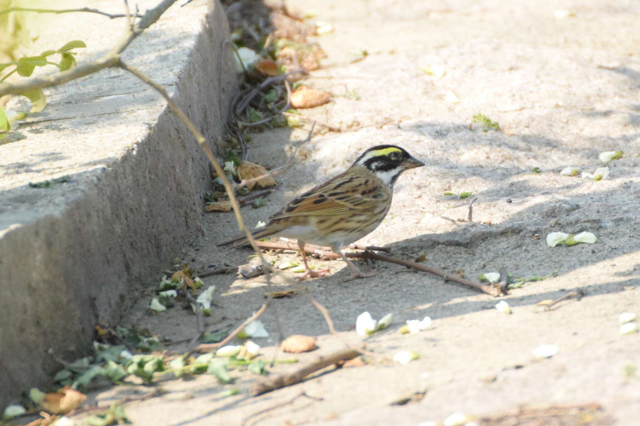 Image of Yellow-browed Bunting