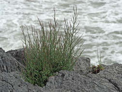 Imagem de Limonium roridum (Sibth. & Sm.) Brullo & Guarino