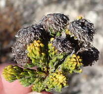 Image of Agathosma eriantha (Steud.) Steud.