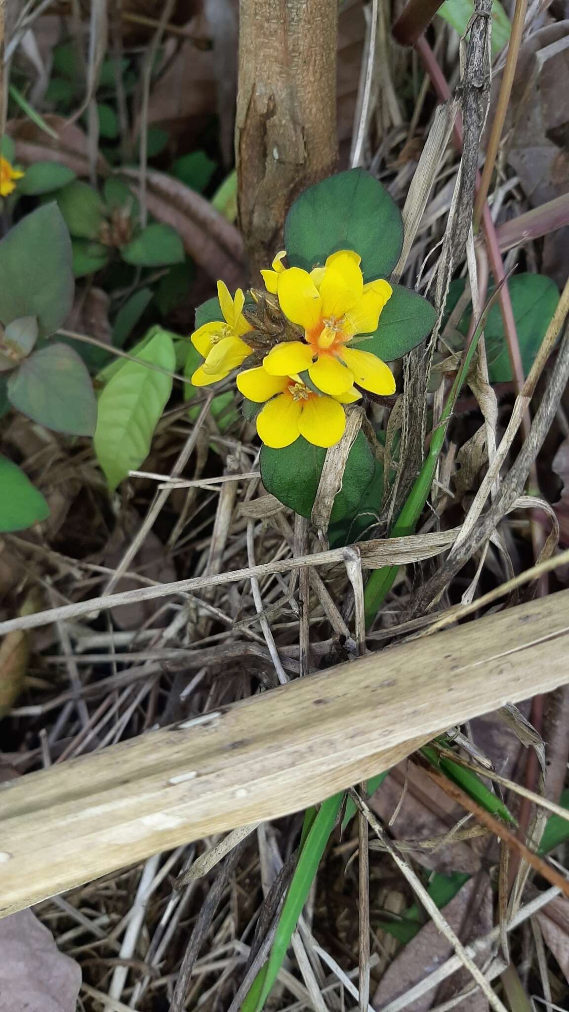 Plancia ëd Lysimachia congestiflora Hemsl.