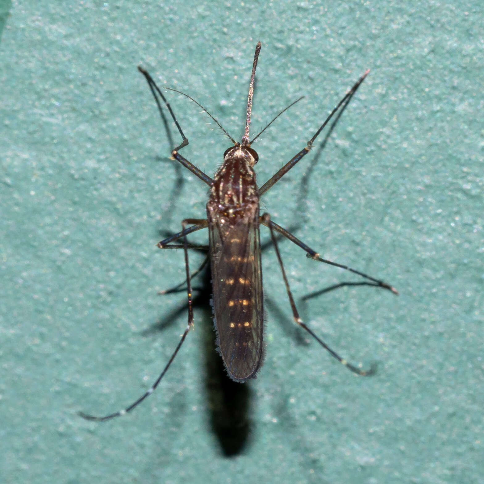 Image of Aedes antipodeus (Edwards 1920)