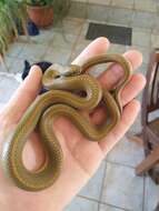 Image of Aurora House Snake