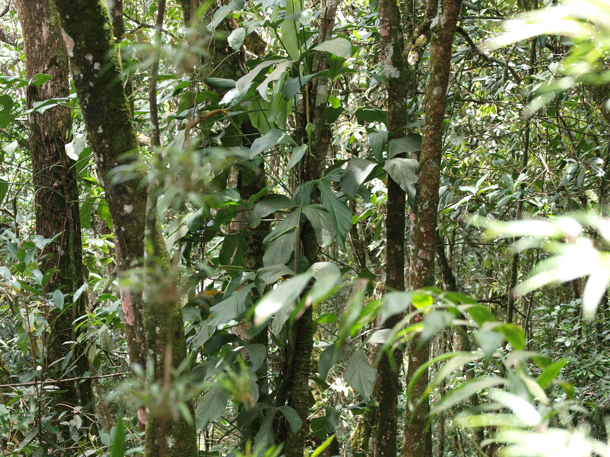 Image of Anthurium alatum Engl.