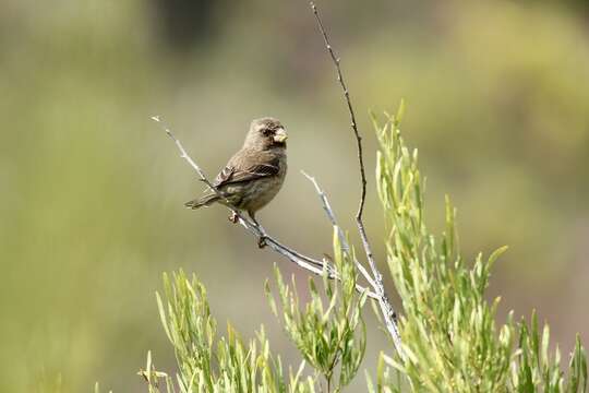 Image of Protea Canary