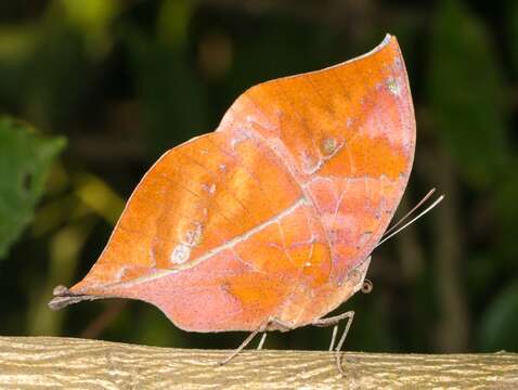 Image of Sahyadri blue oakleaf