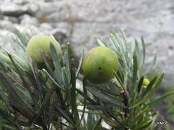 Image of Podocarpus capuronii de Laub.