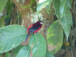 Image of Crimson-backed Tanager