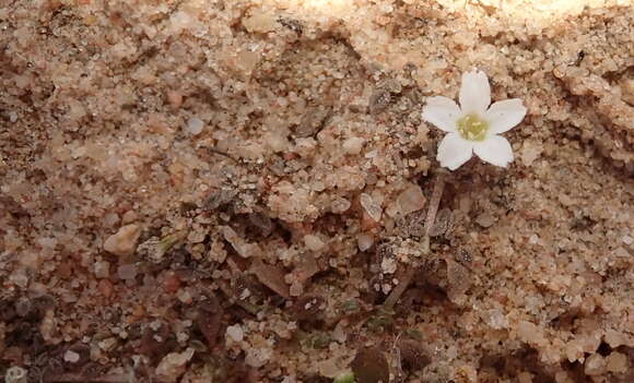 Image of Dentella minutissima C. T. White & W. D. Francis