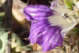 Image de Acanthopsis dispermoides H. M. Steyn