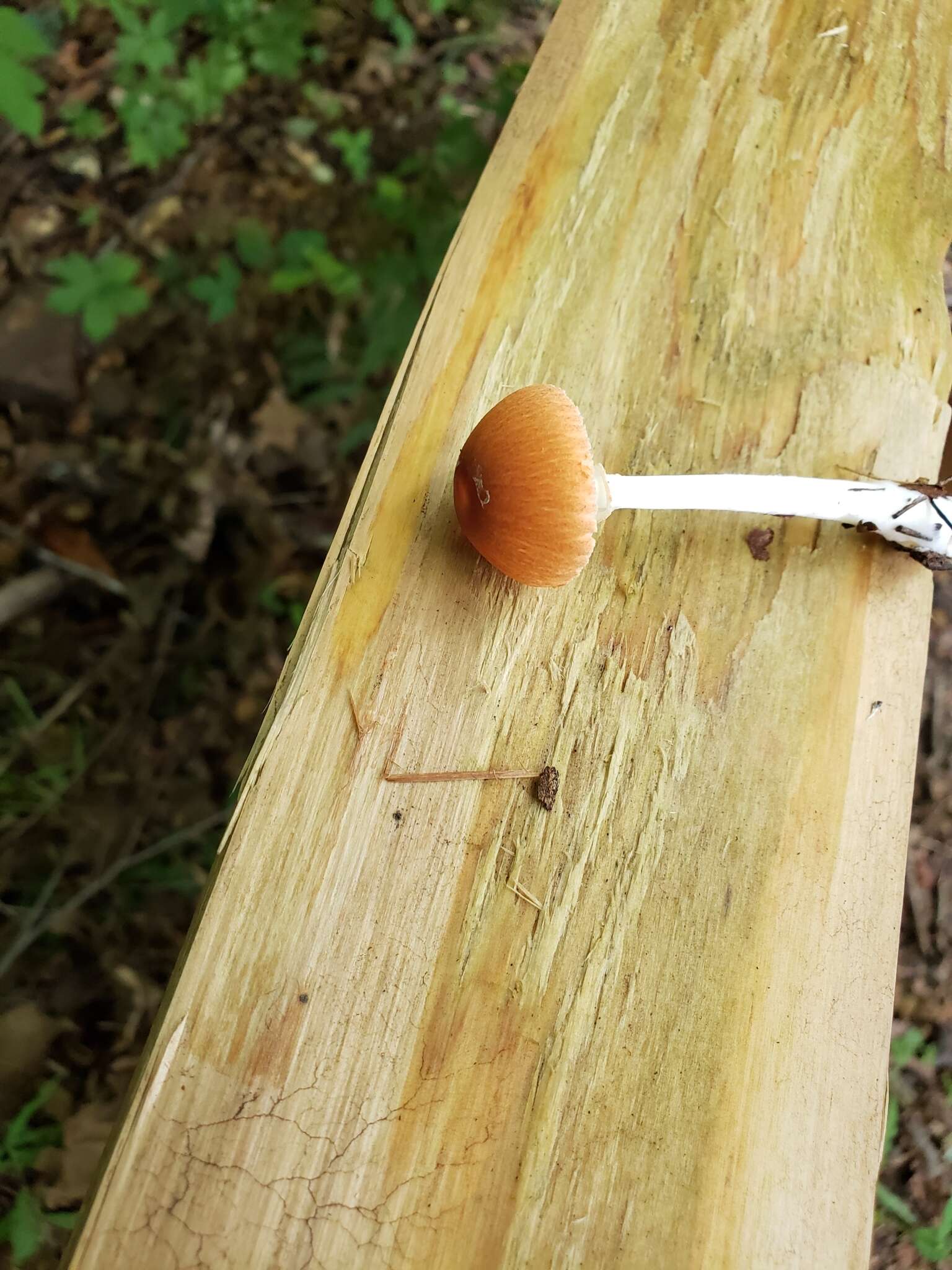 Leucoagaricus rubrotinctus (Peck) Singer 1948 resmi