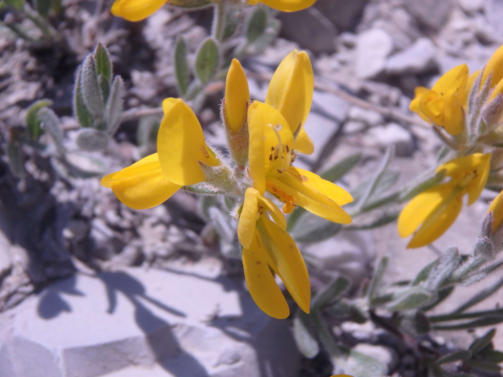 Слика од Genista humifusa L.