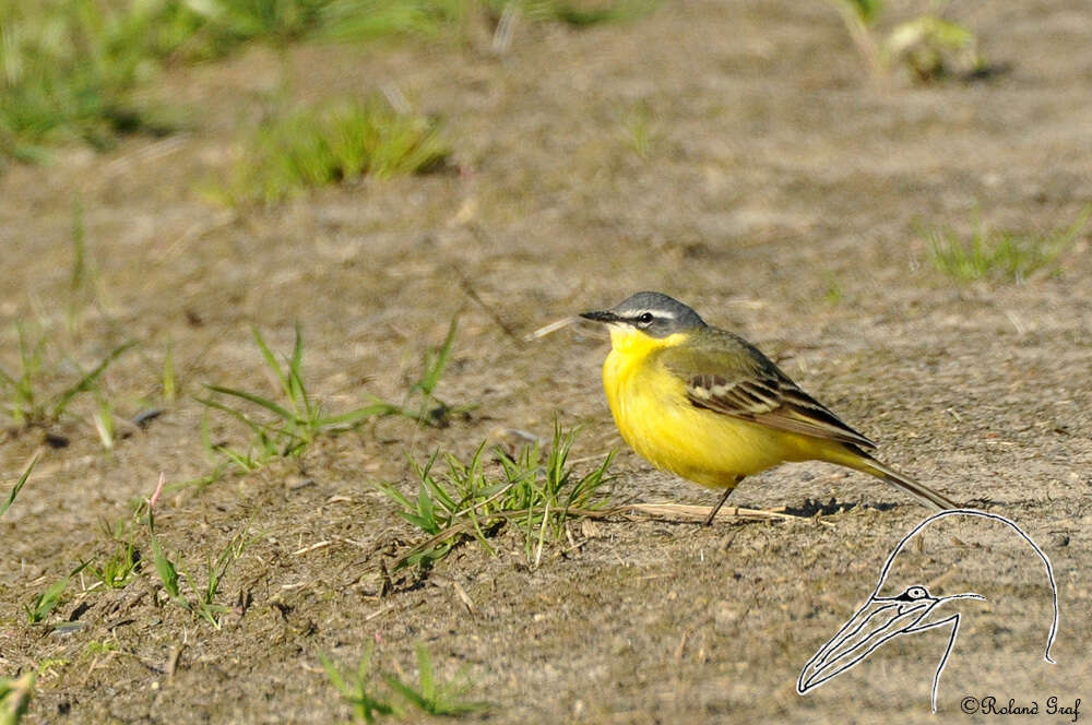 Motacilla flava flava Linnaeus 1758 resmi