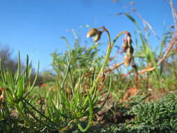 Spergula arvensis L. resmi