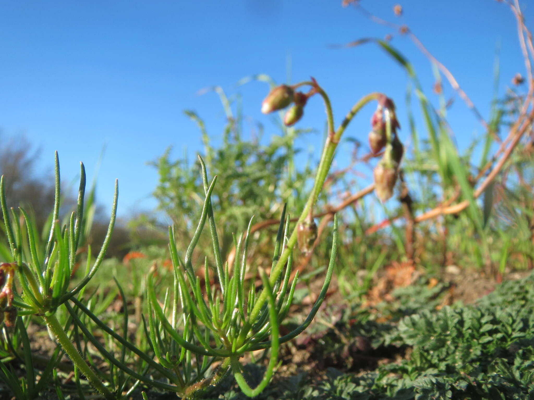 Image of corn spurrey