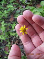 Image of hairy spotflower