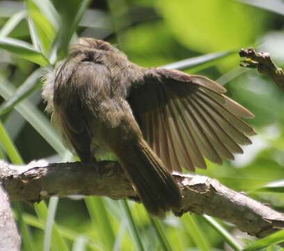 Image of Seychelles Brush Warbler